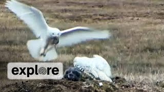 EXPLORE HIGHLIGHT  Arctic Snowy Owl delivers prey to nest [upl. by Besse88]