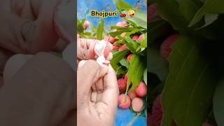 Litchi 🤪🍒shortsvideo viral bhojpurisong khesarilalyadavbhojpurinewvideo trendingshorts [upl. by Eenehs972]