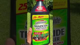 Killing Yard Ants  product review triazicide [upl. by Meggs942]