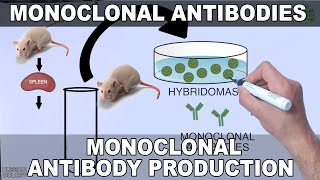 Monoclonal Antibodies and its Production [upl. by Ettenuj424]