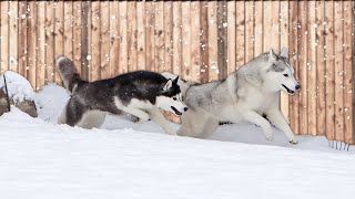 The Huskies In a SNOW SQUALL [upl. by Edholm]