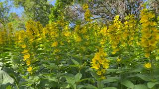 In my Garden  Lysimachia Vulgaris  Slow Motion [upl. by Pollitt154]