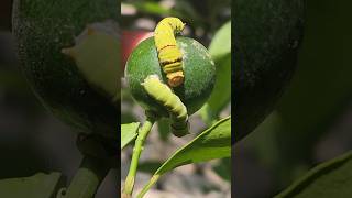 How It Damage Lemon Tree insect animals shorts [upl. by Nnairol849]