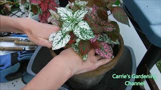 how to transplant polka dot plants what to feed polka dot plants [upl. by Ellerad]