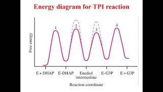 Detailed mechanism of catalysis of Ribonuclease and Chymotrypsin Enzyme chemistryEnzymology [upl. by Ocinom]