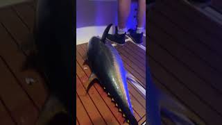 Big yellowfin tuna landed tuna ocean outdoors sushi dinner longisland fishing [upl. by Vieva189]