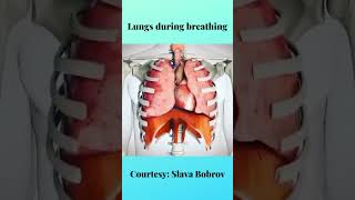 What happens to your lungs during breathing [upl. by Gusella]