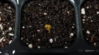 Part II How to Properly Melt Seed Pellets [upl. by Enamrej]