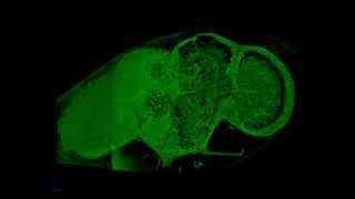 Structure of Drosophila brain [upl. by Wheeler]