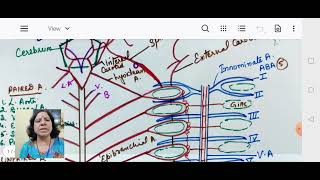 SCOLIODON arterial system [upl. by Nani]