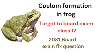 Coelom formation in frog class 12zoology [upl. by Rhpotsirhc945]