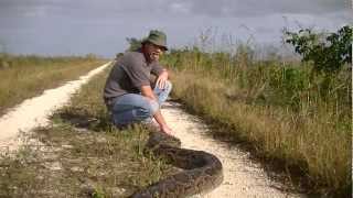 142quot Python Caught in Everglades [upl. by Birch793]