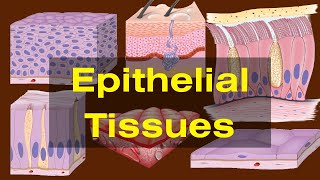 Epithelial tissues class 9 Epithelial tissues Types and Functions Biology [upl. by Bocyaj]