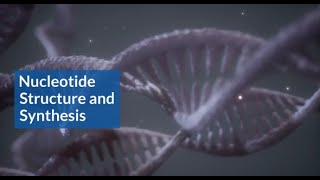 Building Blocks of Life Nucleotide Structure and Synthesis Explained [upl. by Rosenquist]