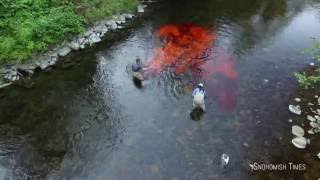 Pilchuck River Dye Project [upl. by Dubenko822]