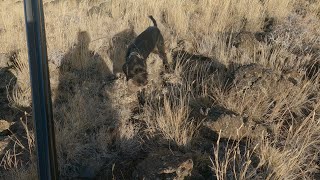 California Chukar S1 E4 [upl. by Arul542]