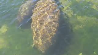 November 21 2024 manatee tour 8 [upl. by Iaht114]