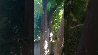 Breadfruit Tree usage and medical cures Dr Rugu u hear Rrrrrr🇯🇲🙌🙏💯 [upl. by Ylrebme]