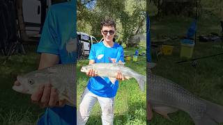 PESCA dellASPIO con bolognese e alborella bigfish livebait pescasportiva [upl. by Verene]