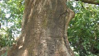 PAINEIRAROSA Ceiba speciosa uma árvore com mais de 200 anos no Brasil [upl. by Eerahs]