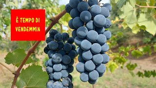 Quando vendemmiare Utilizzo del mostimetro e del rifrattometro per la vendemmia [upl. by Enelam]