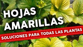 5 Razones por que se ponen AMARILLAS las HOJAS de las plantas Como Solucionar [upl. by Ennaxor640]