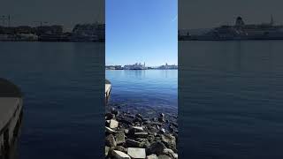 MATEKUŠKA HARBOUR IN SPLIT croatiashorts splitcroatia seagull [upl. by Aniluj]