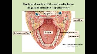 Anatomy of the oral cavity [upl. by Bozuwa191]