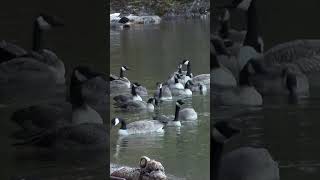 Sharing the pond  White tailed doe and a gaggle of geese nature wildlife geese deer [upl. by Ennoryt]