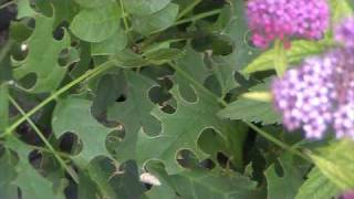 Leafcutting Bee Megachilidae Leaf Damage [upl. by Allecsirp385]