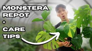 How to Care for amp Repot Your Monstera Deliciosa  Beginner Plant Care Guide 🌱 [upl. by Stuckey]