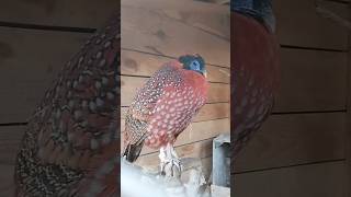 Bażant tragopan tyminek samiec i samica [upl. by Schlenger295]