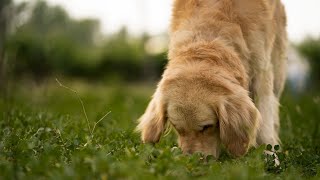 Golden Retrievers Unrivaled LoyaltyCan You Handle the Joy [upl. by Trela]