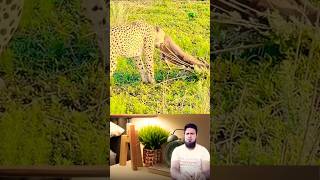 A single deer has been hunted by dangerous leopard 🐆BraveWildernessWildlifeAdvantureInHindi [upl. by Jalbert]