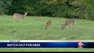 Drivers being warned to remain on the lookout for deer [upl. by Abshier]