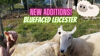 Bluefaced Leicester Sheep  New Farm Project [upl. by Tilla]