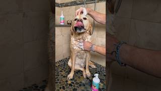 Dog shower ASMR [upl. by Fan]