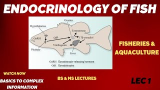 Endocrinology OF FISH Fisheries and AquacultureBSMS [upl. by Novert]