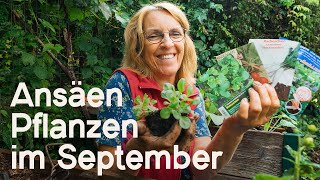 Gartenarbeiten im September Diese Pflanzen u Samen kommen jetzt noch in die Erde 🌱😍 [upl. by Happy]