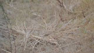 Asian green beeeater Merops orientalis 07062024 Punjab India [upl. by Mauldon715]