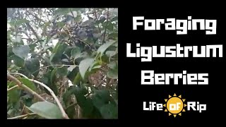 Foraging Ligustrum Berries  Chinese Privet benefits  Edible wild herbs [upl. by Korb]