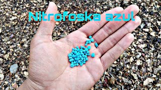 Fertilizante para plantas y jardinería  Nitrofoska azul ¿Para que sirve [upl. by Michaelina]