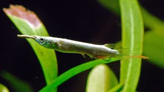 Halfbeak Tetra Care And Feed In Tamil [upl. by Ahsiaa460]