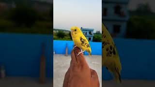 New Buggies birds parrot song bollywood love birds lovebirdsbudgies [upl. by Danica575]