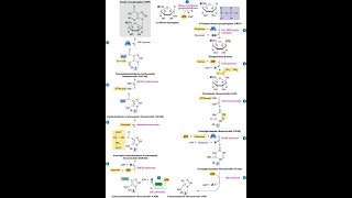 Steps in the pathway for Inosine Monophosphate IMP [upl. by Attenyw384]