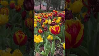 Tulip Festival has returned to Araluen Botanic Park [upl. by Irt167]