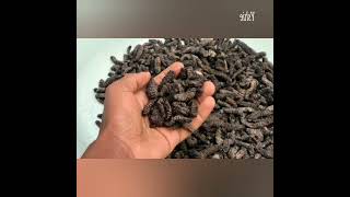 Mopane Worms 🇿🇼🇿🇼🇿🇼 [upl. by Negiam]