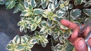 Easiest Way To Grow Ligustrum Golden Hedge Plant From Cutting  UrduHindi [upl. by Anehta]