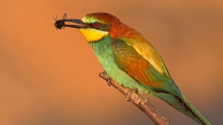 European beeeaters hunting at sunset [upl. by Jala]