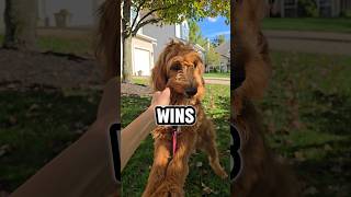 🔥KSI PUPPY NEEDS YOU TO SUBSCRIBE TO COMMENT🔥 shorts puppy dog [upl. by Ytisahcal]